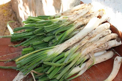 Calçots con salsa romescu