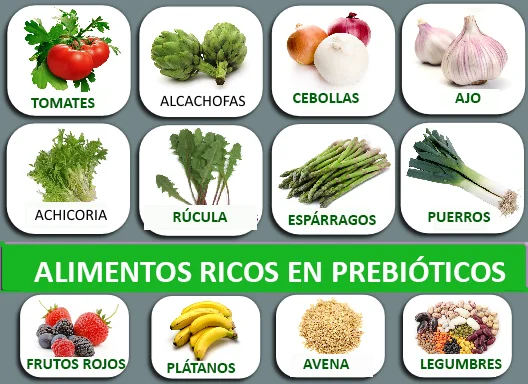 Alimentos prebióticos que alimentan a las bacterias beneficiosas