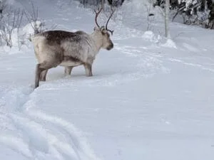 Viaje a Laponia con niños. Conocer a Papá Noel y no arruinarse