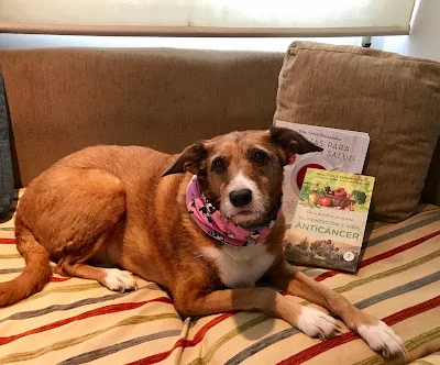 More, la perrita protagonista de esta historia