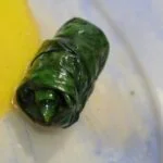 KOUPEPIA VEGETARIANAS por Eroulla