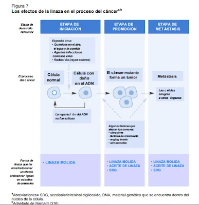 Las semillas de lino y el cáncer de mama, un aliado en la prevención y tratamiento de la enfermedad