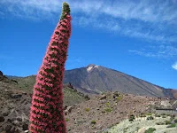 De viaje por Tenerife