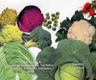 Las verduras crucíferas y el cáncer