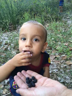 ¿Cuál es la fruta más antioxidante?.... Las zarzamoras o frambuesas negras!!!