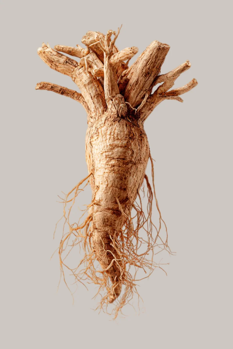 Ashwagandha KSM-66 suplemento adaptógeno Dra. Odile Fernández OFM