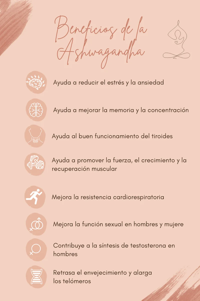 Raíz y polvo de ashwagandha (Withania somnifera), planta adaptógena