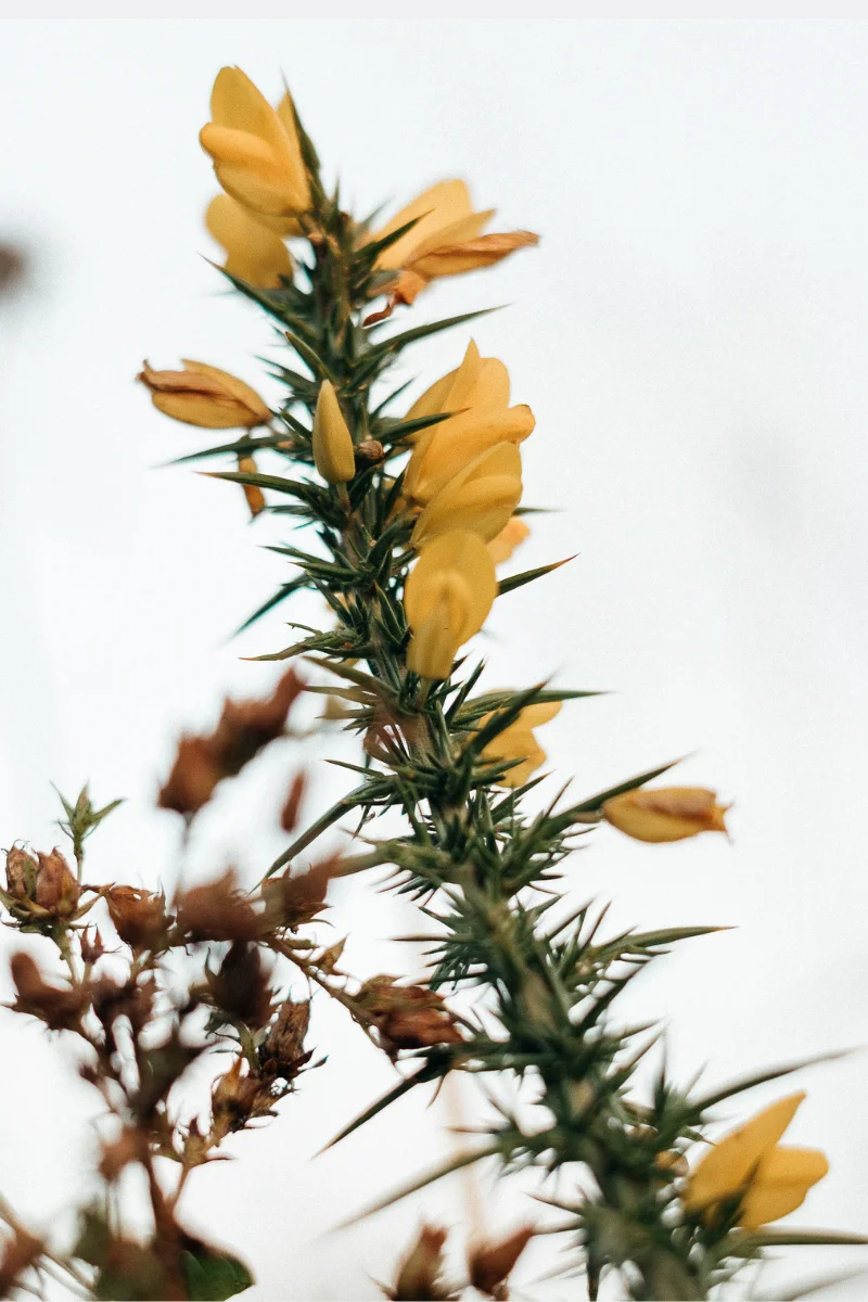 Raíz de berberina (Berberis vulgaris), fuente natural del alcaloide estudiado en oncología