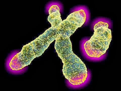 Cómo vencer al cáncer con una bacteria del yogur