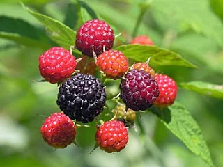 ¿Cuál es la fruta más antioxidante? Las frambuesas negras