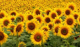 GIRASOLES CONTRA LA RADIACIÓN DE FUKUSHIMA