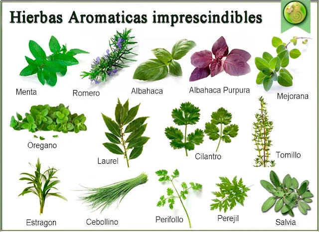 Hierbas aromáticas para generar salud Dra. Odile Fernández oncología integrativa
