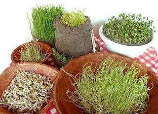 Los germinados: beneficios y cómo prepararlos en casa