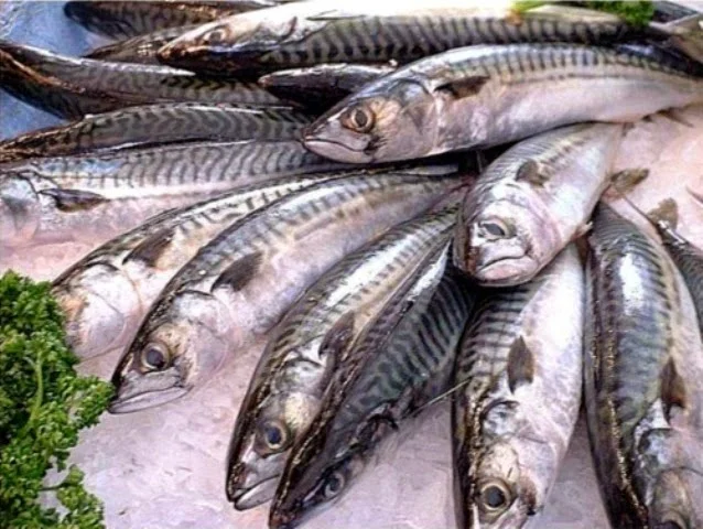 Pescado y cáncer: beneficios, riesgos y cuál elegir