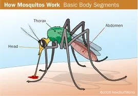 Repelentes naturales para mosquitos