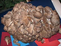Setas contra el cáncer: maitake, shiitake y champiñones